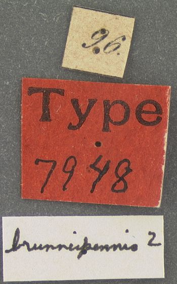 Media type: image;   Entomology 7948 Aspect: labels
